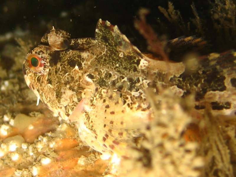 2009-05-24 St Abbs 065.jpg